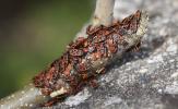 Gendarme, Pyrrhocore, Soldat, Suisse Pyrrhocoris apterus (Linnaeus, 1758)