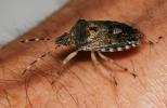 Punaise nébuleuse, Punaise grise Rhaphigaster nebulosa (Poda, 1761)