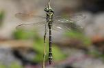 Cordulégastre annelé (Le) Cordulegaster boltonii (Donovan, 1807)