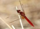 Crocothémis écarlate (Le) Crocothemis erythraea (Brullé, 1832)