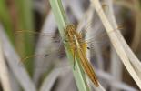 Crocothémis écarlate (Le) Crocothemis erythraea (Brullé, 1832)