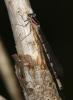 Agrion porte-coupe Enallagma cyathigerum (Charpentier, 1840)