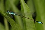 Agrion élégant Ischnura elegans (Vander Linden, 1820)
