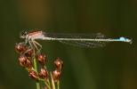 Agrion élégant Ischnura elegans (Vander Linden, 1820)