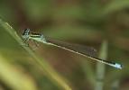 Agrion nain (L') Ischnura pumilio (Charpentier, 1825)