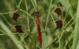 Sympétrum du Piémont (Le) Sympetrum pedemontanum (O.F. Müller in Allioni, 1766)