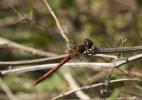 Sympétrum fascié (Le) Sympetrum striolatum (Charpentier, 1840)