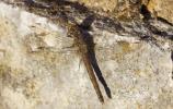 Sympétrum fascié (Le) Sympetrum striolatum (Charpentier, 1840)