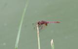 Trithémis annelé (Le) Trithemis annulata (Palisot de Beauvois, 1807)