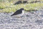 Chevalier guignette Actitis hypoleucos (Linnaeus, 1758)