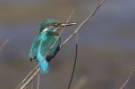 Martin-pêcheur d'Europe Alcedo atthis (Linnaeus, 1758)