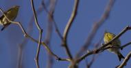 Serin cini Serinus serinus (Linnaeus, 1766)
