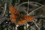 Grand collier argenté (Le), Nacré sagitté (Le) Boloria euphrosyne (Linnaeus, 1758)