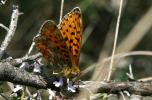 Grand collier argenté (Le), Nacré sagitté (Le) Boloria euphrosyne (Linnaeus, 1758)