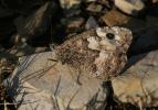 Agreste (L') Hipparchia semele (Linnaeus, 1758)