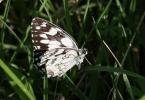 Demi-Deuil (Le), Échiquier (L'), Échiquier commun  Melanargia galathea (Linnaeus, 1758)