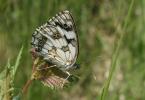 Demi-Deuil (Le), Échiquier (L'), Échiquier commun  Melanargia galathea (Linnaeus, 1758)