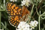 Mélitée du Mélampyre (La), Damier Athalie (Le) Melitaea athalia (Rottemburg, 1775)