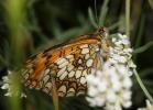 Mélitée du Mélampyre (La), Damier Athalie (Le) Melitaea athalia (Rottemburg, 1775)
