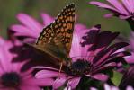Mélitée du Plantain (La), Déesse à ceinturons (La) Melitaea cinxia (Linnaeus, 1758)