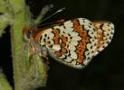 Mélitée du Plantain (La), Déesse à ceinturons (La) Melitaea cinxia (Linnaeus, 1758)