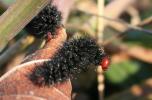 Mélitée du Plantain (La), Déesse à ceinturons (La) Melitaea cinxia (Linnaeus, 1758)