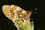 Mélitée des Linaires (La) Melitaea deione (Geyer, 1832)
