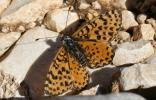 Mélitée orangée (La), Damier orangé (Le), Diane (L Melitaea didyma (Esper, 1778)