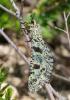 Palpares libelluloides (Linnaeus, 1764)