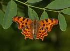 Gamma (Le), Robert-le-diable (Le), C-blanc (Le), D Polygonia c-album (Linnaeus, 1758)