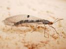  Megistopus flavicornis (Rossi, 1790)