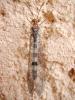  Megistopus flavicornis (Rossi, 1790)