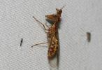  Mantispa styriaca (Poda, 1761)