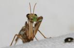  Mantispa styriaca (Poda, 1761)