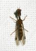  Mantispa styriaca (Poda, 1761)