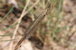  Macronemurus appendiculatus (Latreille, 1807)
