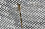  Macronemurus appendiculatus (Latreille, 1807)