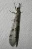 Fourmillion longicorne Distoleon tetragrammicus (Fabricius, 1798)