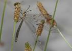 Fourmillion longicorne Distoleon tetragrammicus (Fabricius, 1798)
