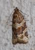 Argyrotaenia ljungiana (Thunberg, 1797)