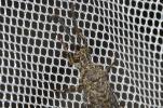 Fourmillion longicorne Distoleon tetragrammicus (Fabricius, 1798)