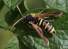  Paranthrene tabaniformis synagriformis (Rambur, 1866)