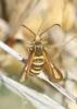 Sésie ichneumon (La) Bembecia ichneumoniformis (Denis & Schiffermüller, 1775)