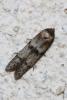  Blastobasis phycidella (Zeller, 1839)