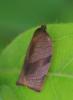  Cacoecimorpha pronubana (Hübner, 1799)