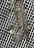 Fourmillion longicorne Distoleon tetragrammicus (Fabricius, 1798)