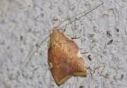  Carcina quercana (Fabricius, 1775)