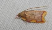  Carcina quercana (Fabricius, 1775)
