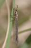  Creoleon lugdunensis (Villers, 1789)