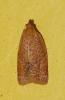  Clepsis consimilana (Hübner, 1817)